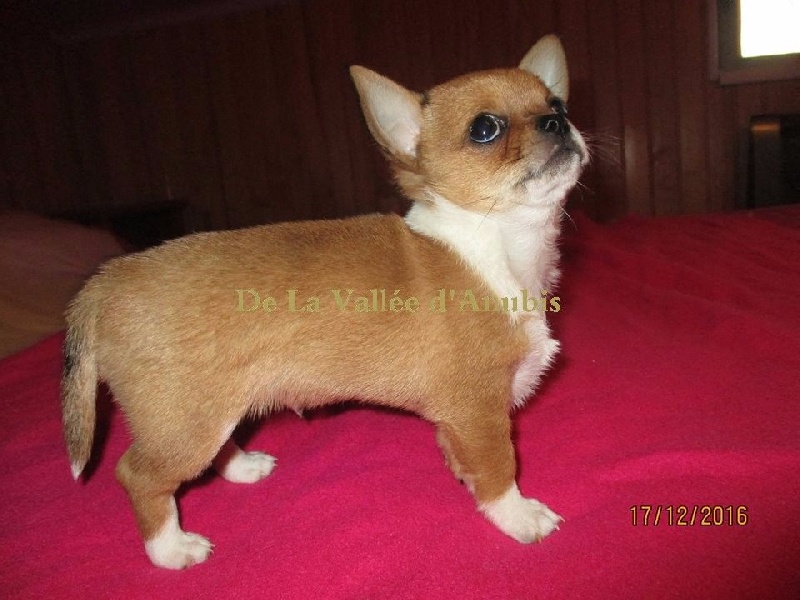 Merlin l'enchanteur De la vallée d'Anubis