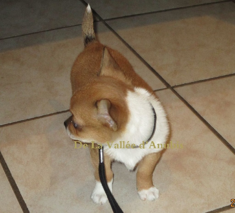 Merlin l'enchanteur De la vallée d'Anubis