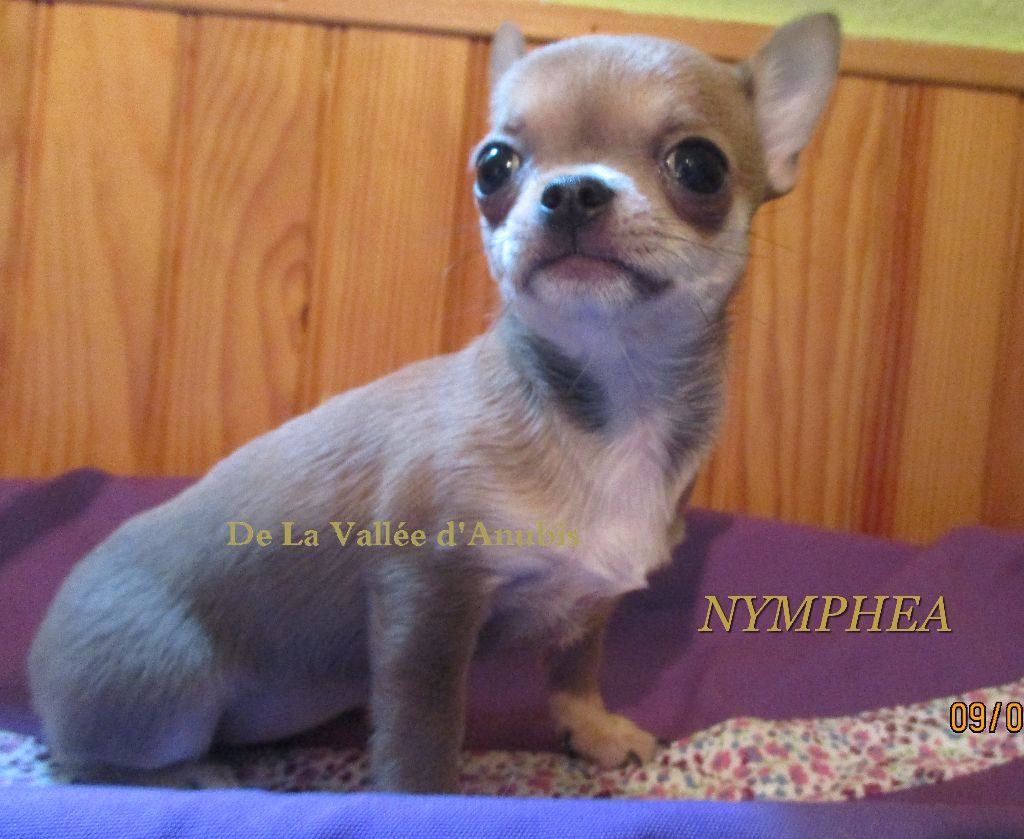 Nymphea De la vallée d'Anubis