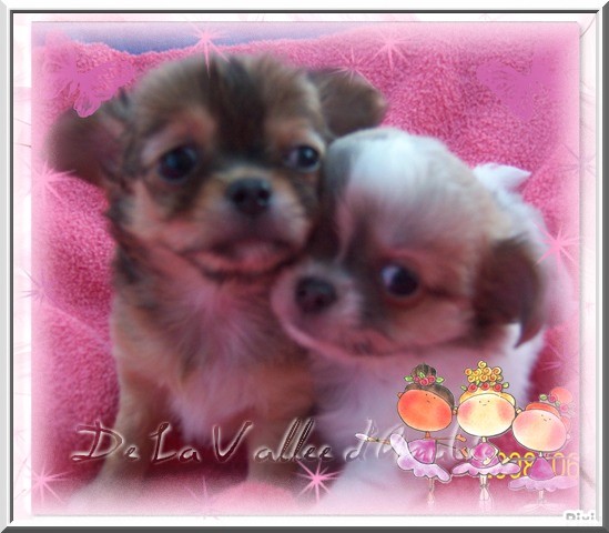 D'jason De la vallée d'Anubis