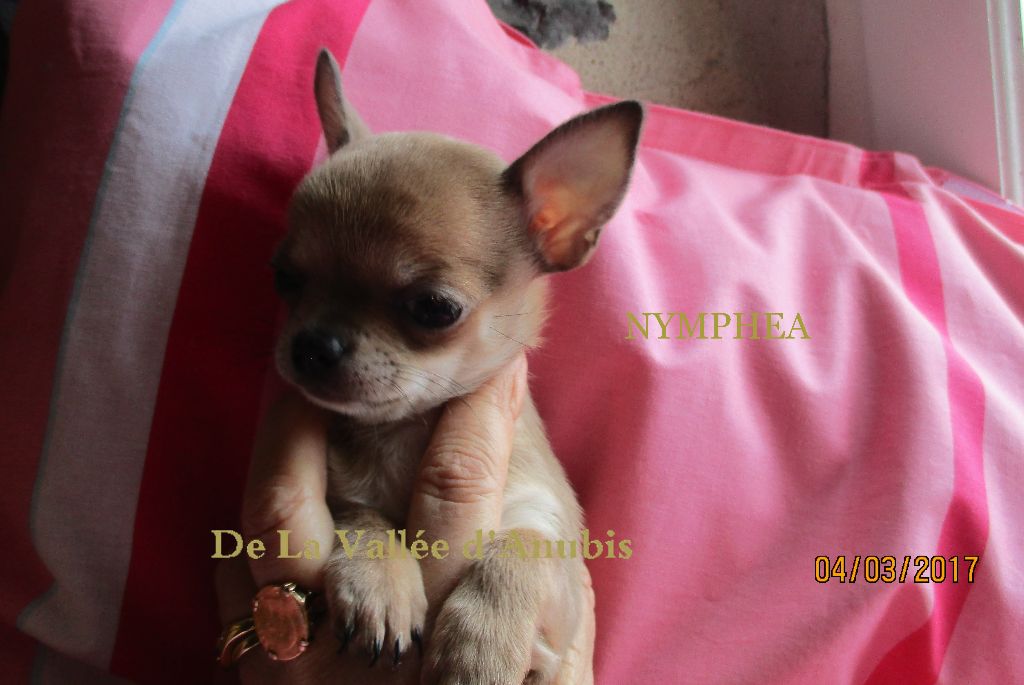 Nymphea De la vallée d'Anubis