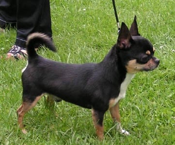 Chippendale du clos des Mouyssoux - 1er EXC - RCACS