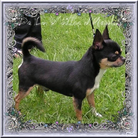 Chippendale du clos des Mouyssoux - 1 er EXC - CAC- Meilleur de race