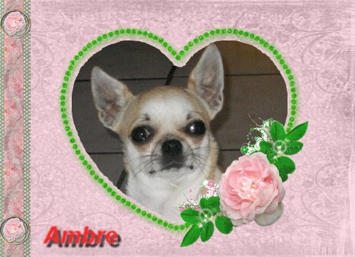 Ambre du clos des Mouyssoux - TB