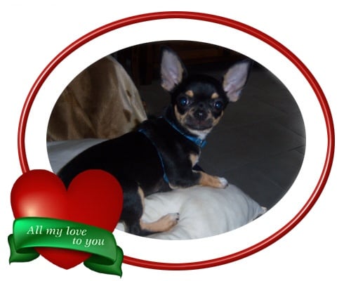 Chippendale du clos des Mouyssoux - 2 ème EXC