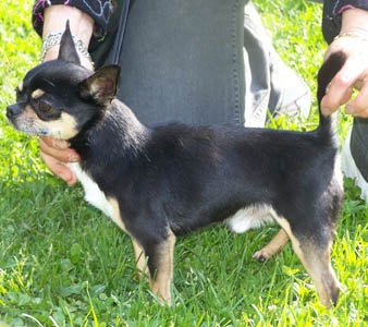 Chippendale du clos des Mouyssoux - 3 ème EXC