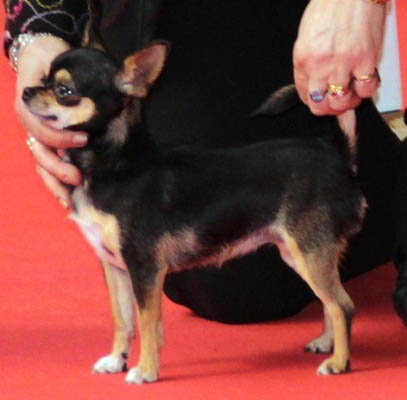 Feeling Des muses du haut forez - 4eme TB