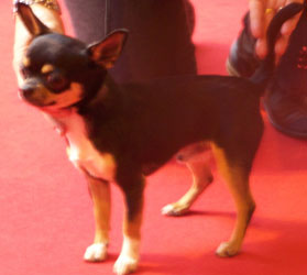 Chippendale du clos des Mouyssoux - 3 ème EXC sa premiere expo...