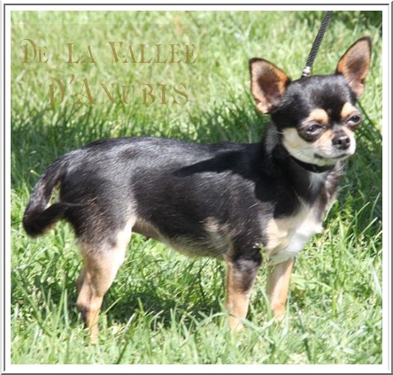 Feeling Des muses du haut forez - 3ème EXC classe Intermédiaire