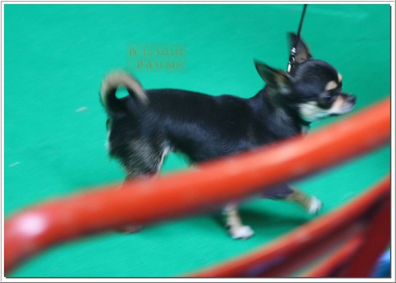 Feeling Des muses du haut forez - EXC classe ouverte