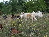 - Groupe d'information international sur les chiens de protection