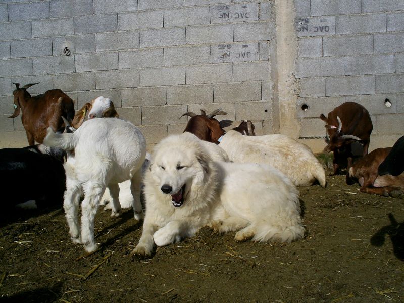 Publication : du Hogan des Vents Auteur : Mathieu Mauriès