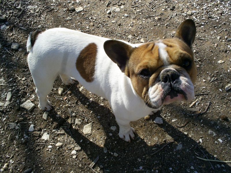 Publication : du Hogan des Vents Auteur : Mathieu Mauriès