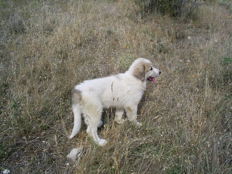 Publication : du Hogan des Vents Auteur : Mathieu Mauriès