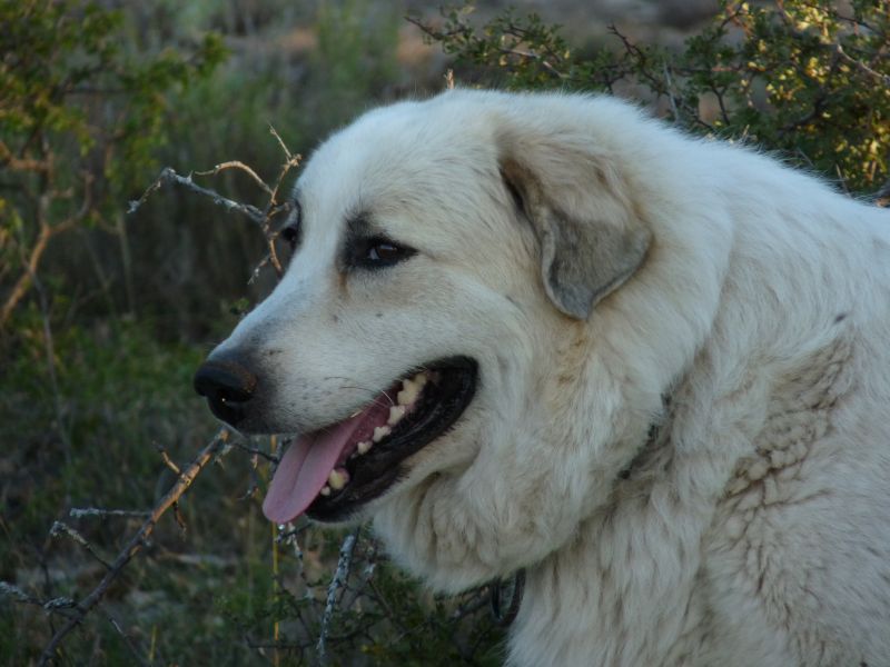 Publication : du Hogan des Vents Auteur : Mathieu Mauriès