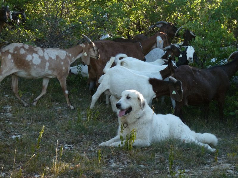 Publication : du Hogan des Vents Auteur : Mathieu Mauriès