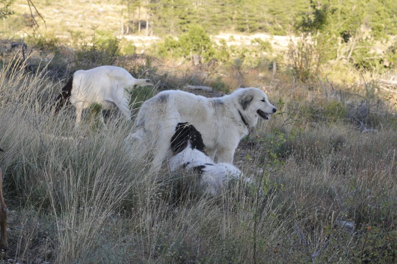 Publication : du Hogan des Vents Auteur : Mathieu Mauriès