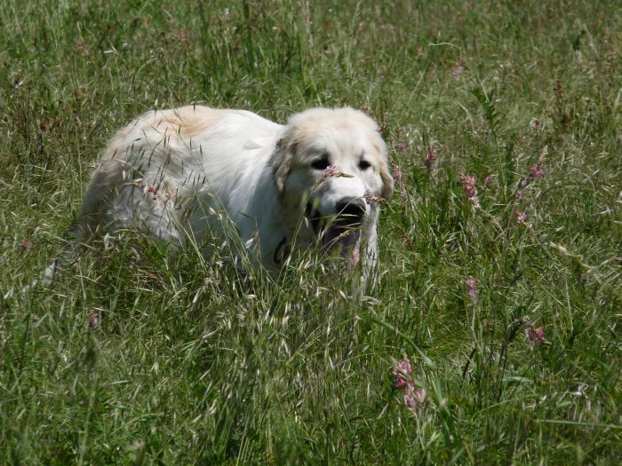 Publication : du Hogan des Vents Auteur : Mathieu Mauriès
