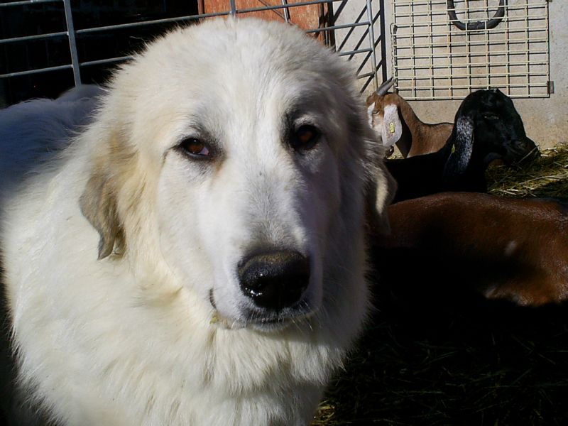 Publication : du Hogan des Vents Auteur : Mathieu Mauriès