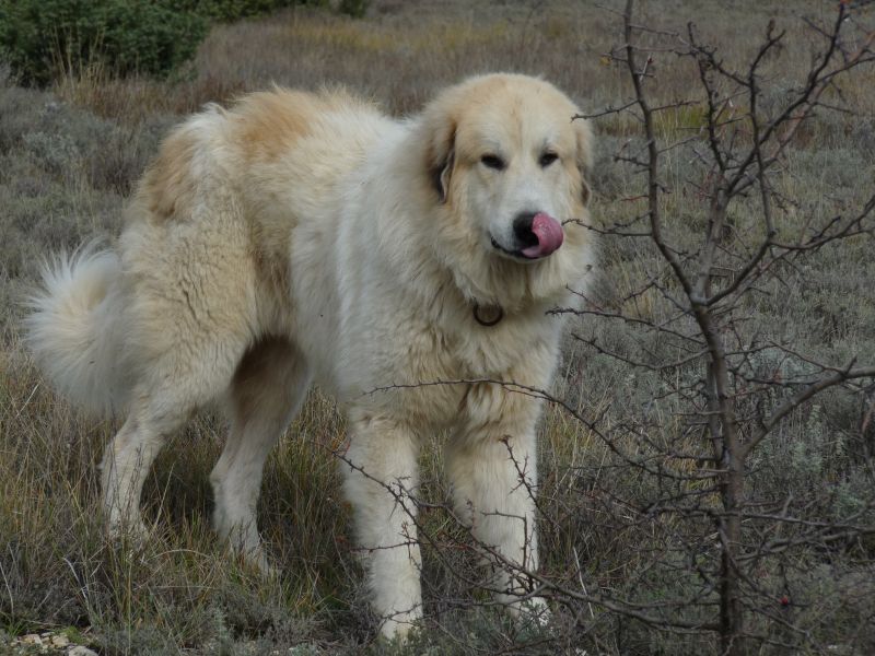 Publication : du Hogan des Vents Auteur : Mathieu Mauriès