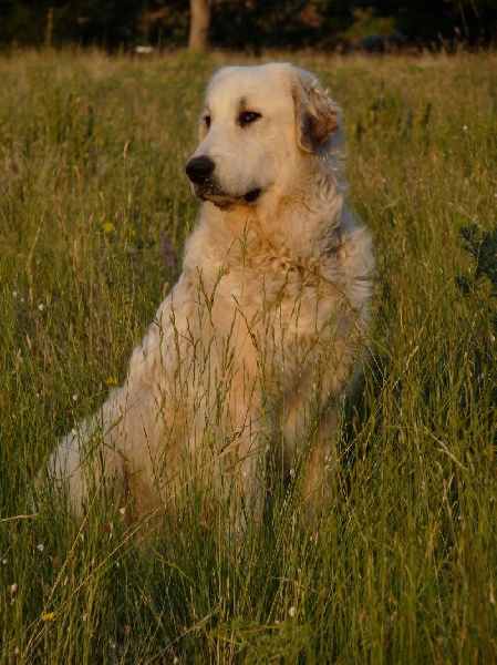 Publication : du Hogan des Vents Auteur : Mathieu Mauriès