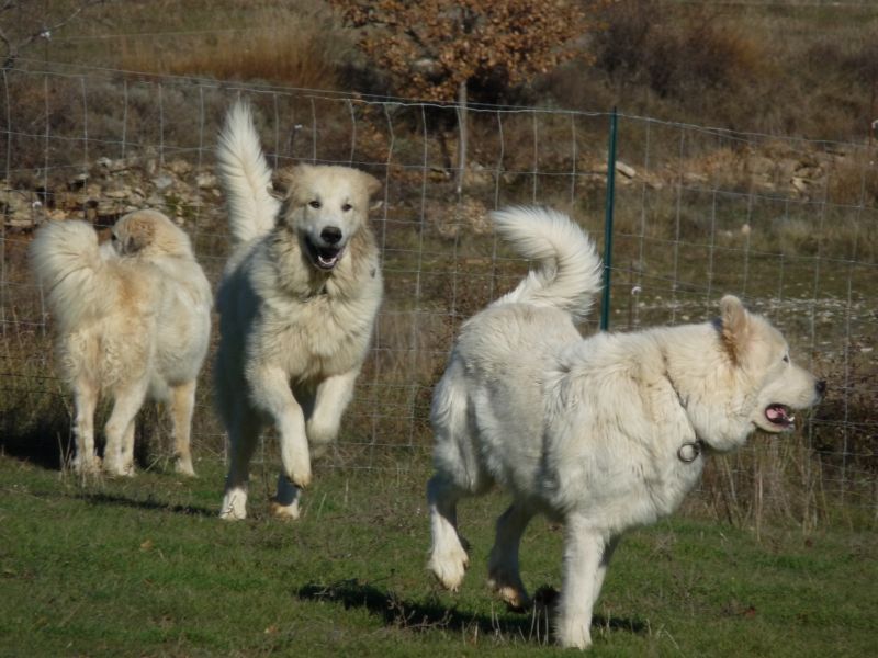 Publication : du Hogan des Vents Auteur : Mathieu Mauriès