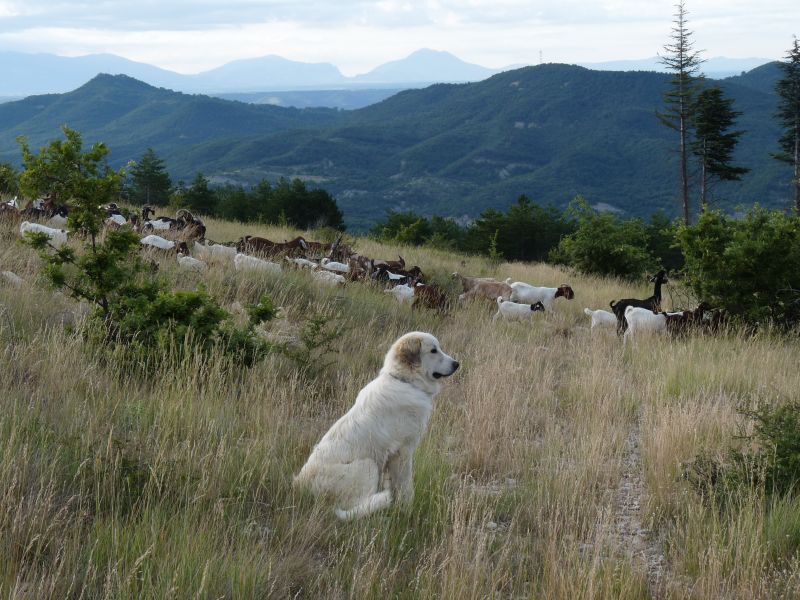 Publication : du Hogan des Vents Auteur : Mathieu Mauriès