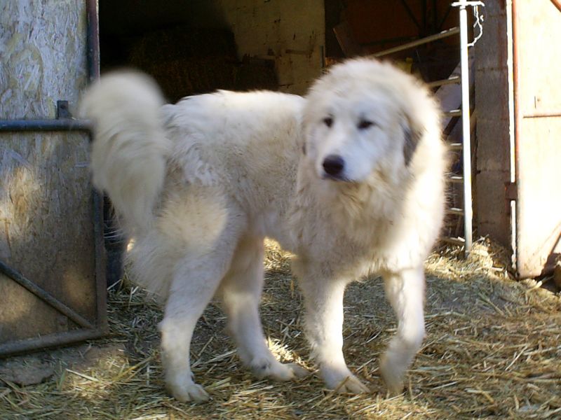 Publication : du Hogan des Vents Auteur : Mathieu Mauriès