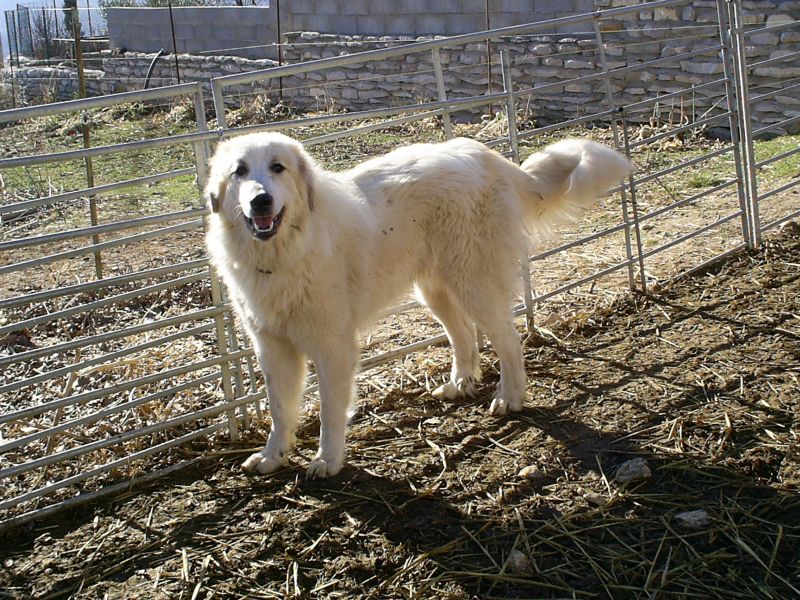 Publication : du Hogan des Vents Auteur : Mathieu Mauriès