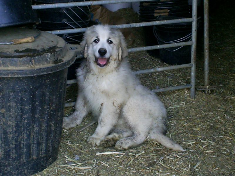 Publication : du Hogan des Vents Auteur : Mathieu Mauriès