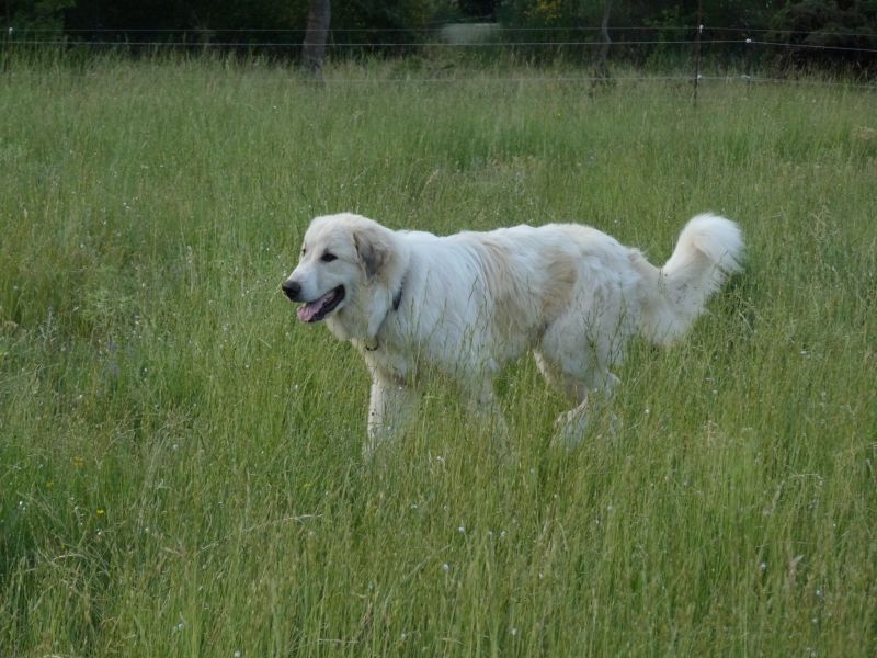 Publication : du Hogan des Vents Auteur : Mathieu Mauriès