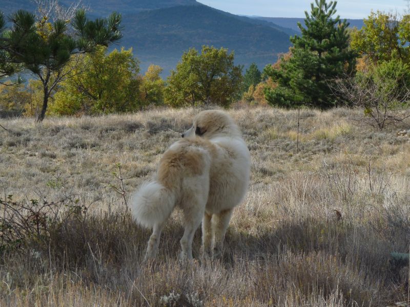 Publication : du Hogan des Vents Auteur : Mathieu Mauriès