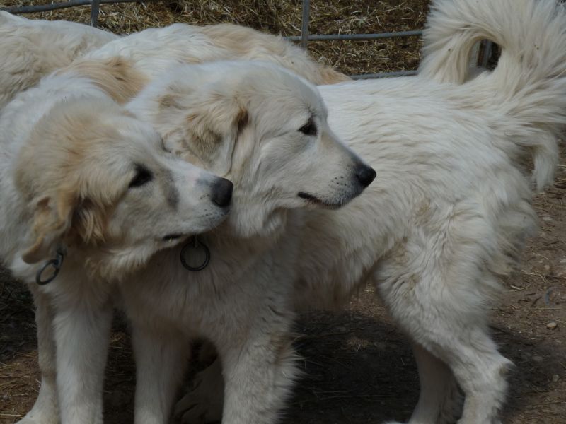 Publication : du Hogan des Vents Auteur : Mathieu Mauriès