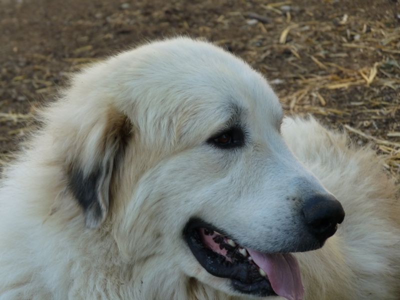 Publication : du Hogan des Vents Auteur : Mathieu Mauriès