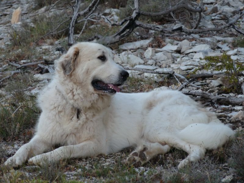 Publication : du Hogan des Vents Auteur : Mathieu Mauriès