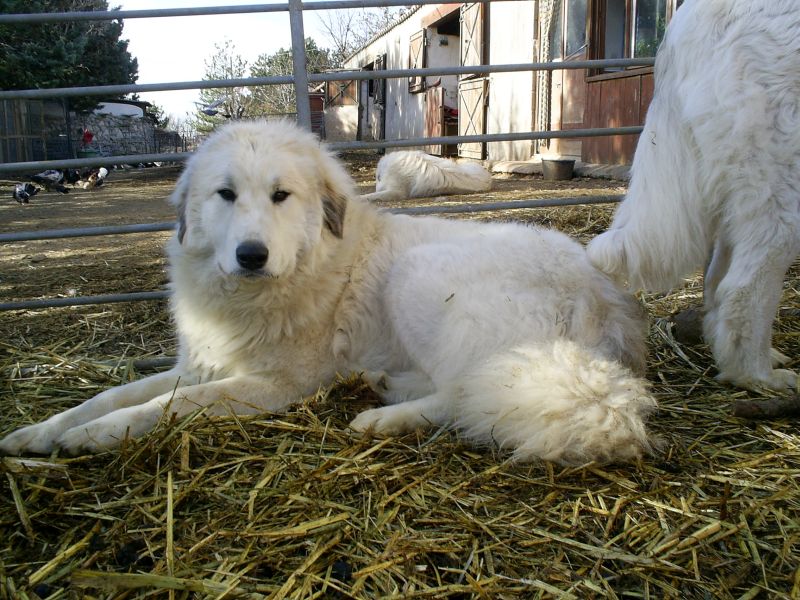 Publication : du Hogan des Vents Auteur : Mathieu Mauriès