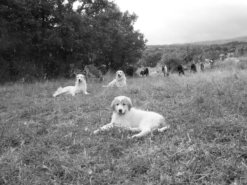 Publication : du Hogan des Vents Auteur : Mathieu Mauriès