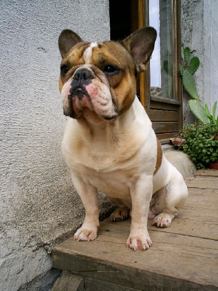 Publication : du Hogan des Vents Auteur : Mathieu Mauriès