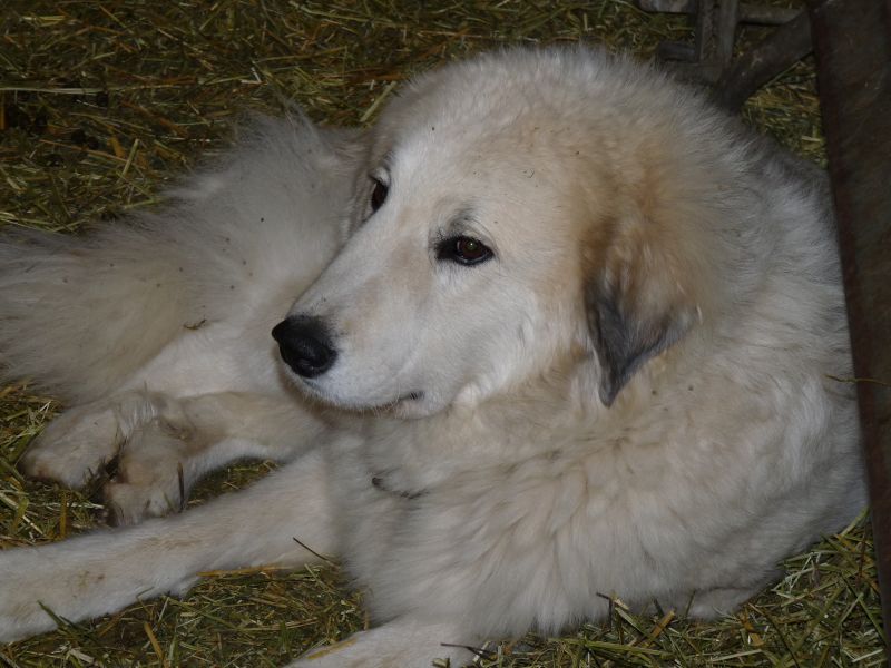 Publication : du Hogan des Vents Auteur : Mathieu Mauriès