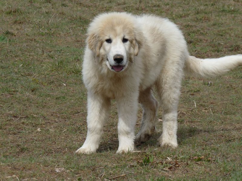 Publication : du Hogan des Vents Auteur : Mathieu Mauriès