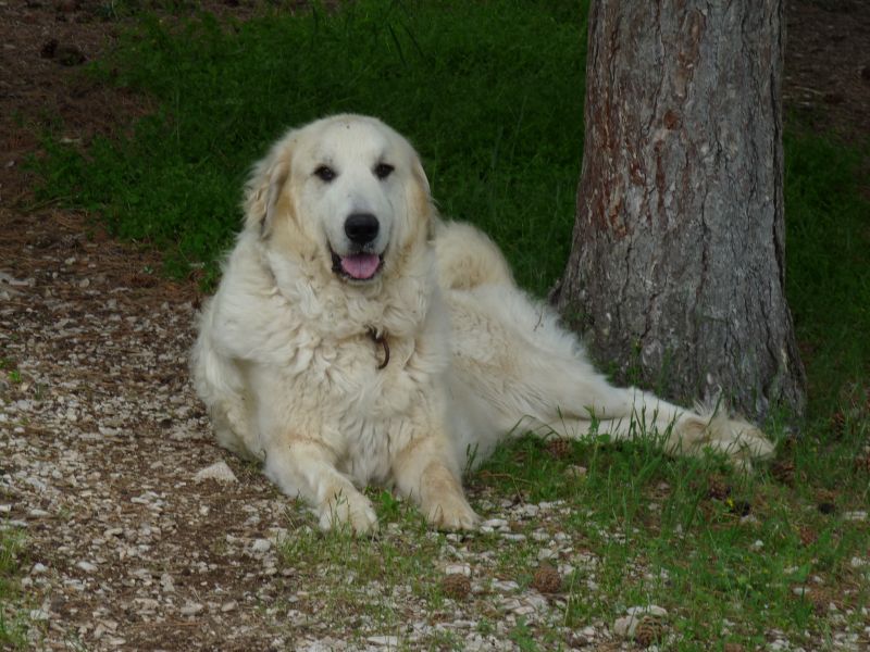 Publication : du Hogan des Vents Auteur : Mathieu Mauriès