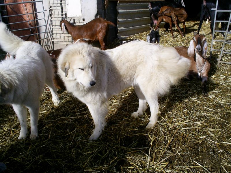 Publication : du Hogan des Vents Auteur : Mathieu Mauriès