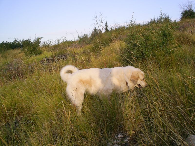 Publication : du Hogan des Vents Auteur : Mathieu Mauriès