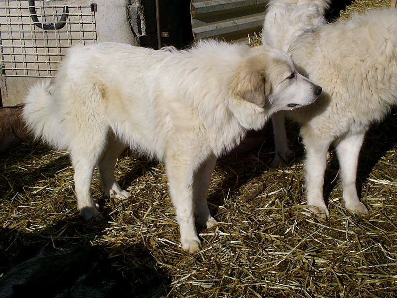 Publication : du Hogan des Vents Auteur : Mathieu Mauriès