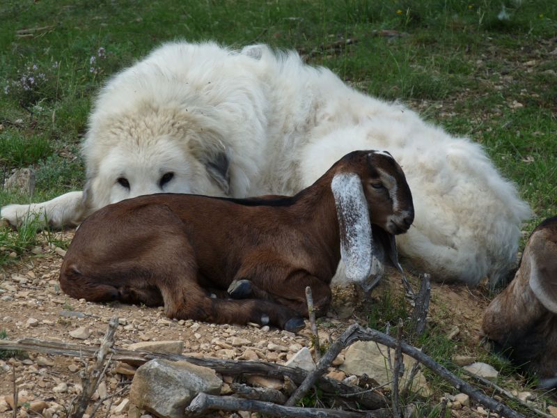 Publication : du Hogan des Vents Auteur : Mathieu Mauriès