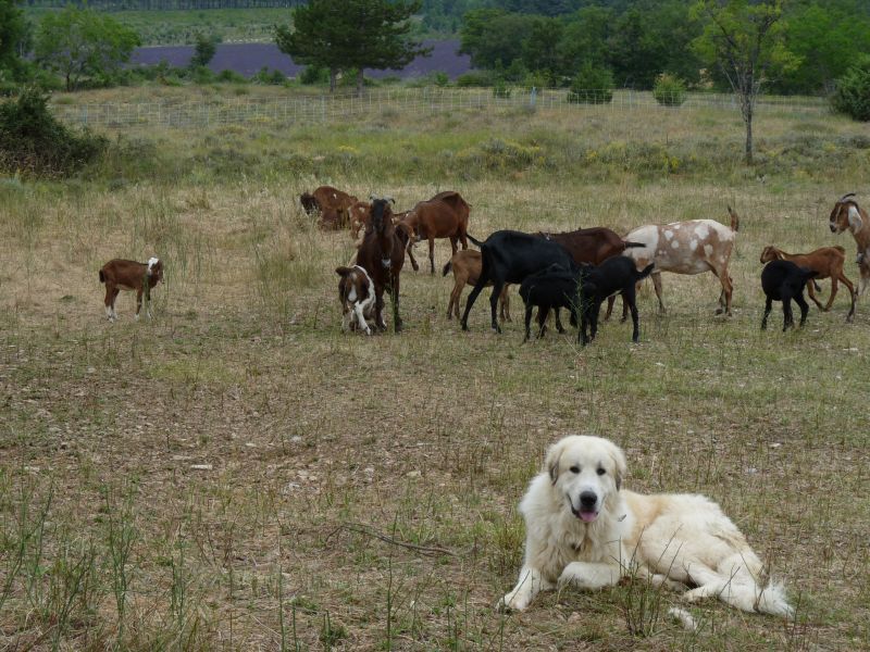 Publication : du Hogan des Vents Auteur : Mathieu Mauriès