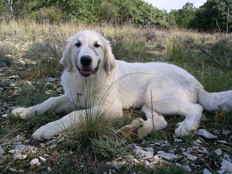 Publication : du Hogan des Vents Auteur : Mathieu Mauriès