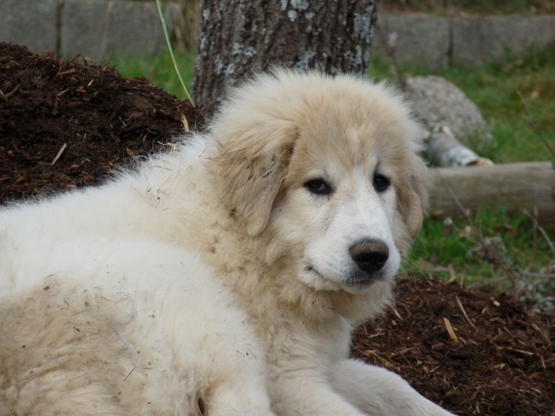 Publication : du Hogan des Vents Auteur : Mathieu Mauriès