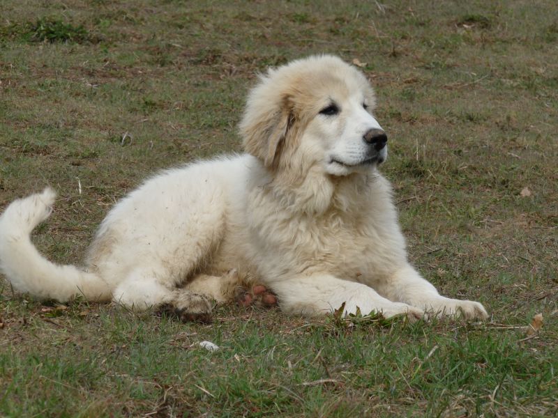 Publication : du Hogan des Vents Auteur : Mathieu Mauriès