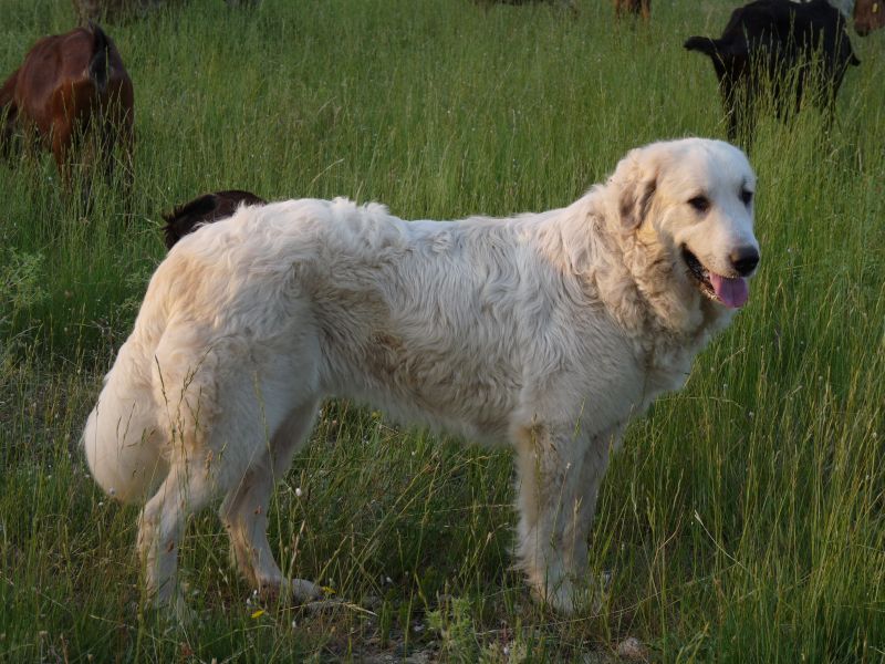 Publication : du Hogan des Vents Auteur : Mathieu Mauriès